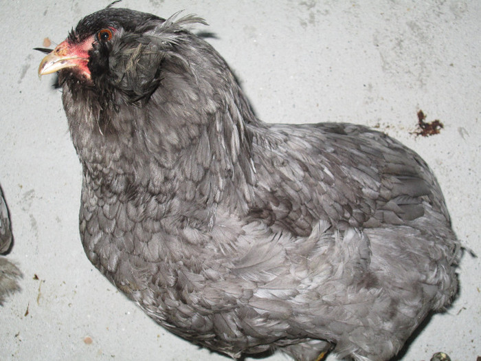 campioana CRAIOVA IAN..2013 - ARAUCANA ALBASTRU