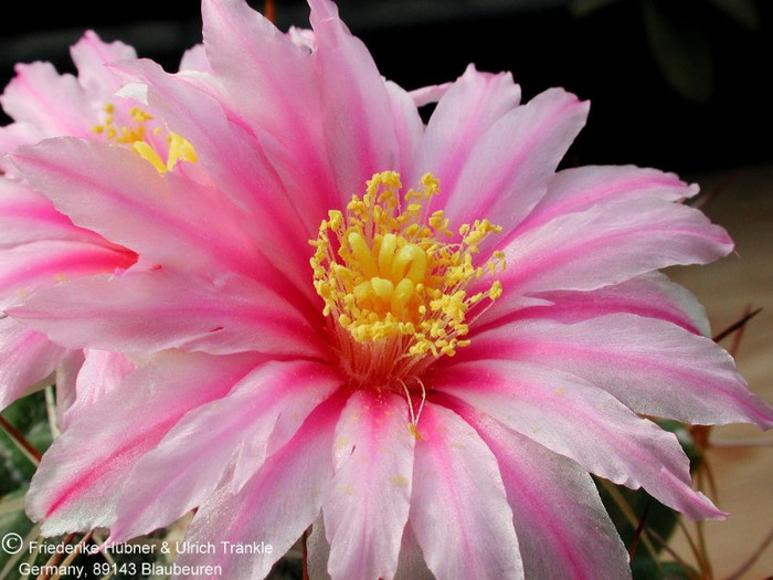 Thelocactus. conothelos subsp. conothelos - AAA IMI DORESC
