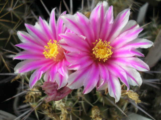 Thelocactus_saussieri