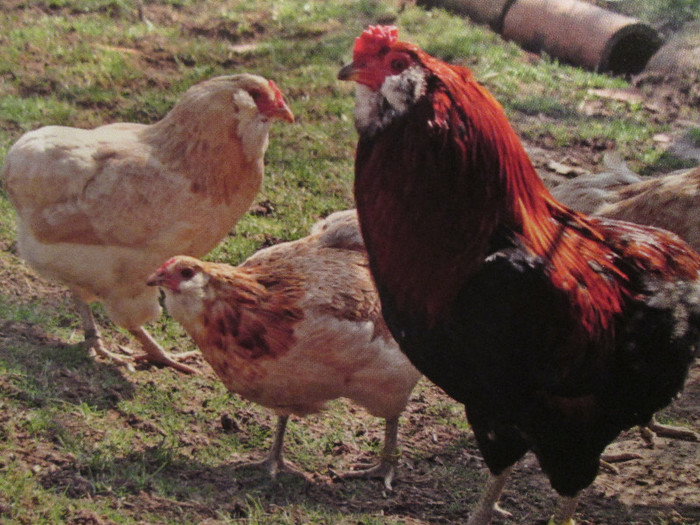 culoare goldhalsig - ARAUCANA GOLDHALSIG