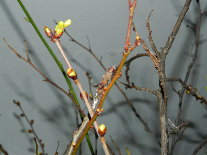 DSCN4363 ianuarie 2013