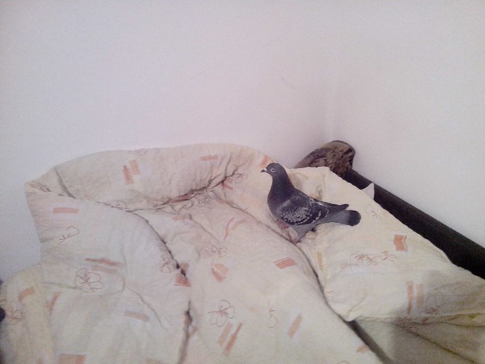 IMG_20130121_203650 - masculi la matca