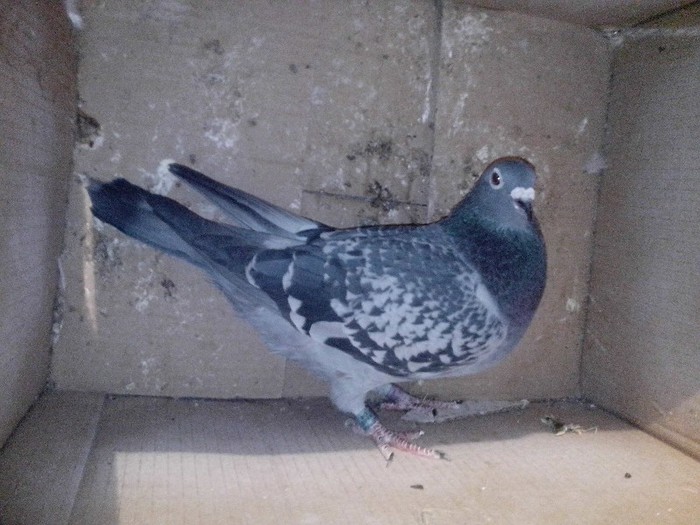 IMG_20130121_203659 - masculi la matca