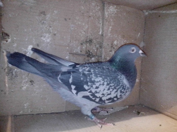 IMG_20130121_203716 - masculi la matca