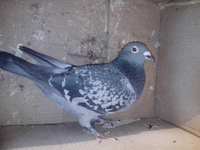 IMG_20130121_203917 - masculi la matca