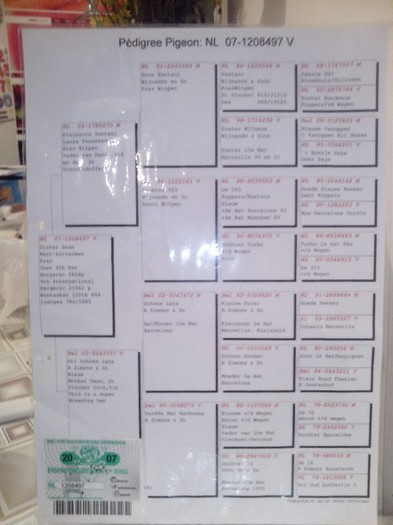 IMG_20130120_233151_01 - masculi la matca