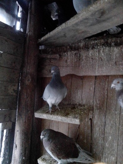 IMG_20130119_165149_01 - masculi la matca