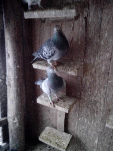 IMG_20130119_165325_02