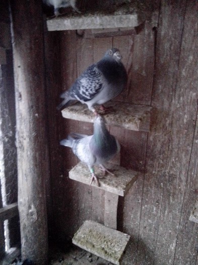 IMG_20130119_165325_03