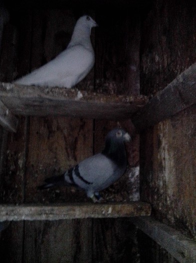 IMG_20130119_165347_02