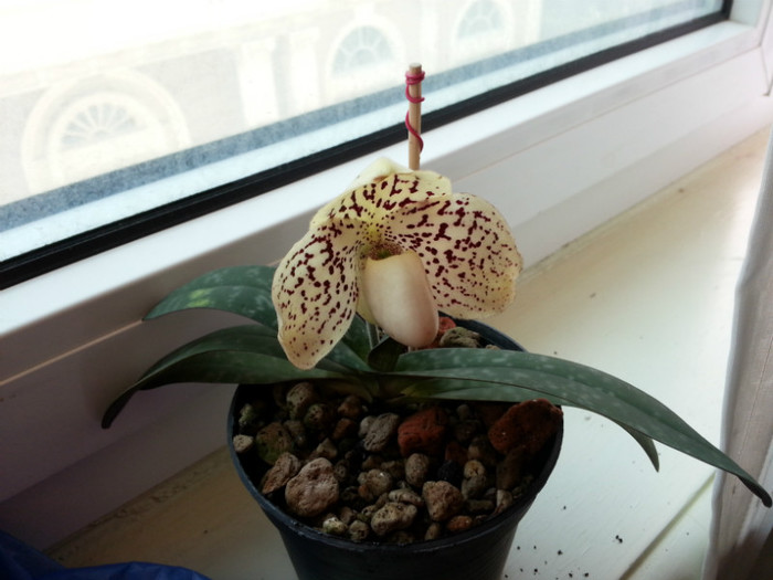 paphiopedilum orchid