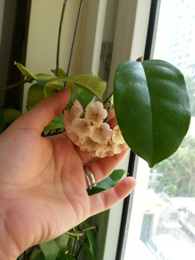 Hoya Campanulata - Thailanda - plante aduse din vacanta