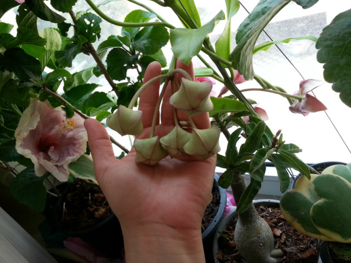 Hoya Imperialis boboci de flori - Thailanda - plante aduse din vacanta