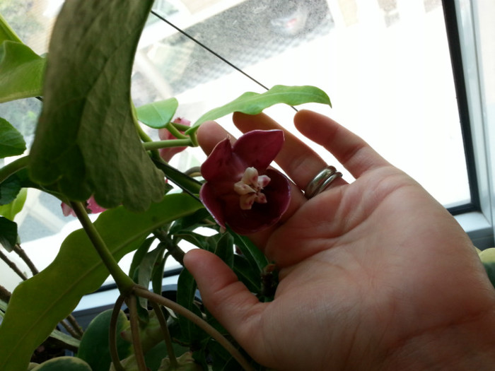 Hoya Imperialis floricica - Thailanda - plante aduse din vacanta