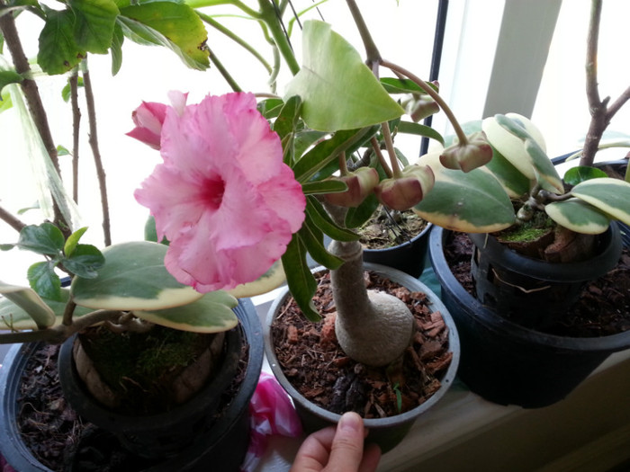 Adenium - Thailanda - plante aduse din vacanta