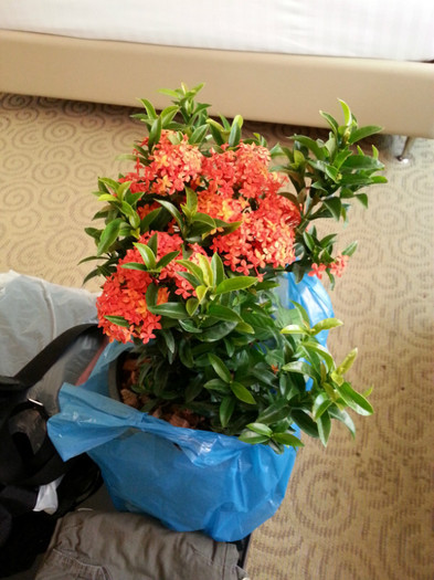 Ixora - Thailanda - plante aduse din vacanta