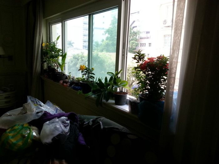 Colectia la fereastra - Thailanda - plante aduse din vacanta