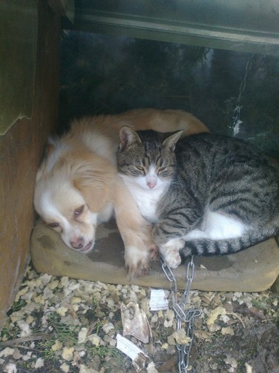 siesta comuna