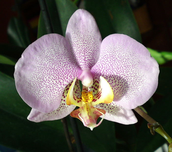  - Phalaenopsis 2