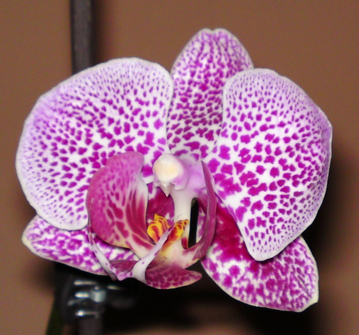  - Phalaenopsis 2