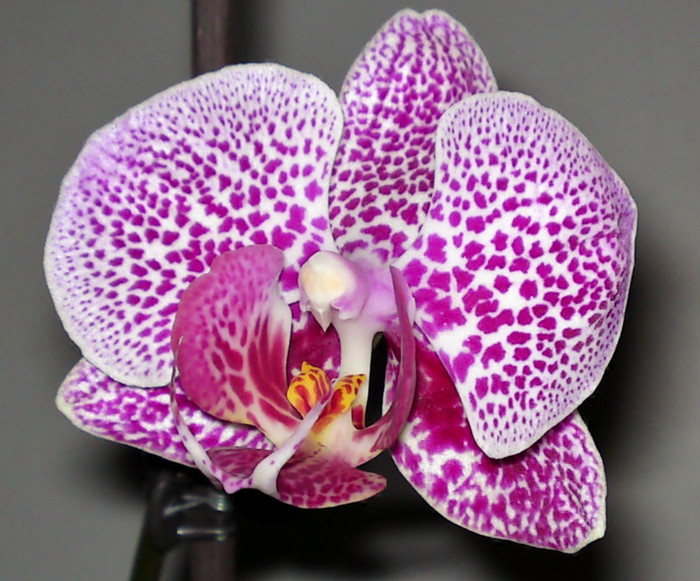  - Phalaenopsis 2