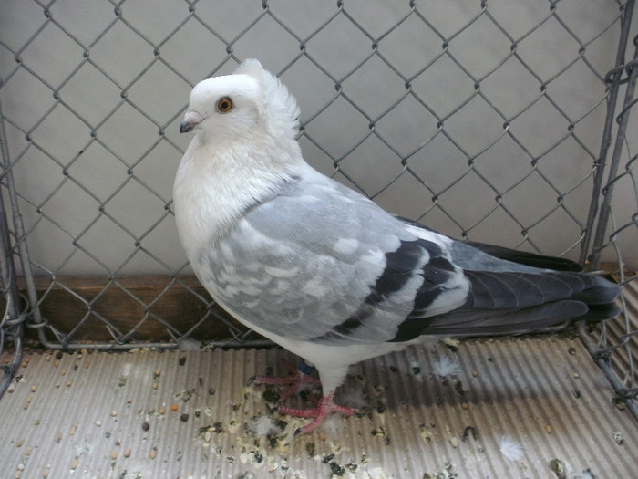 2013 Altenstadt albastru; 2013 Albastru
