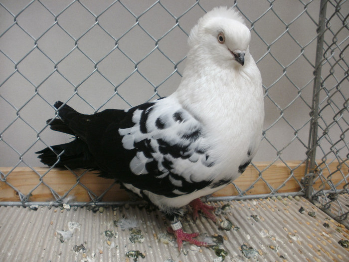 V97 Nürnberg 2012; V97
