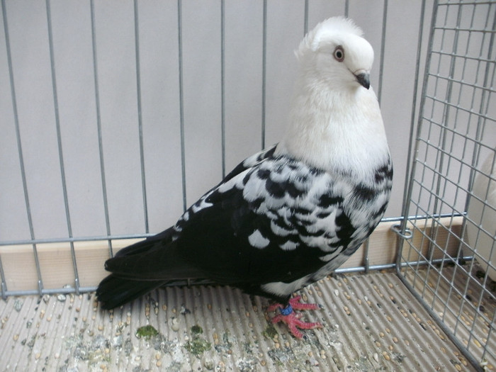 V97 Nürnberg 2012; N
