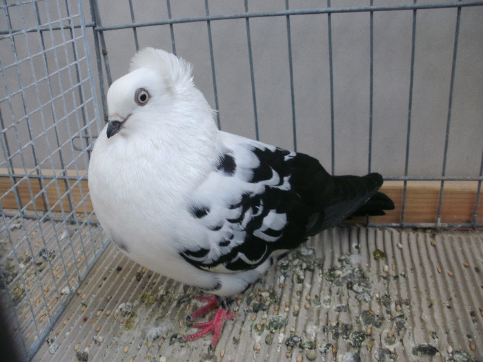 Altenstadt 2013 V97; Altenstadt V97
