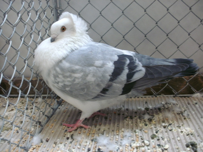 La ochii trebuie lucrat - Jucatori pestrit de Timisoara-Temeschburger Schecken-Timisoara Tumbler