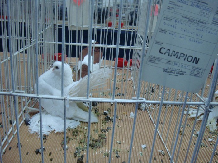 DSC08844 - EXPOZITIE NATIONALA 2013 CLUJ NAPOCA PORUMBEI