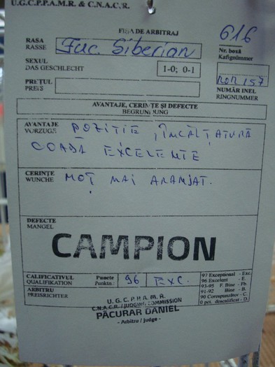 DSC08845 - EXPOZITIE NATIONALA 2013 CLUJ NAPOCA PORUMBEI