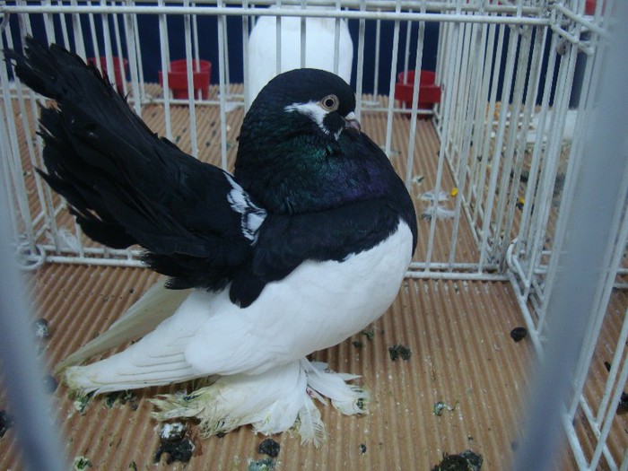 DSC08846 - EXPOZITIE NATIONALA 2013 CLUJ NAPOCA PORUMBEI