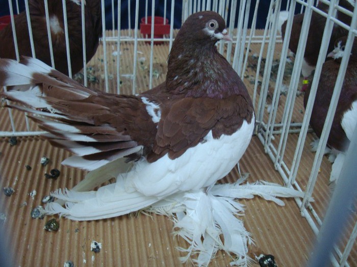 DSC08847 - EXPOZITIE NATIONALA 2013 CLUJ NAPOCA PORUMBEI