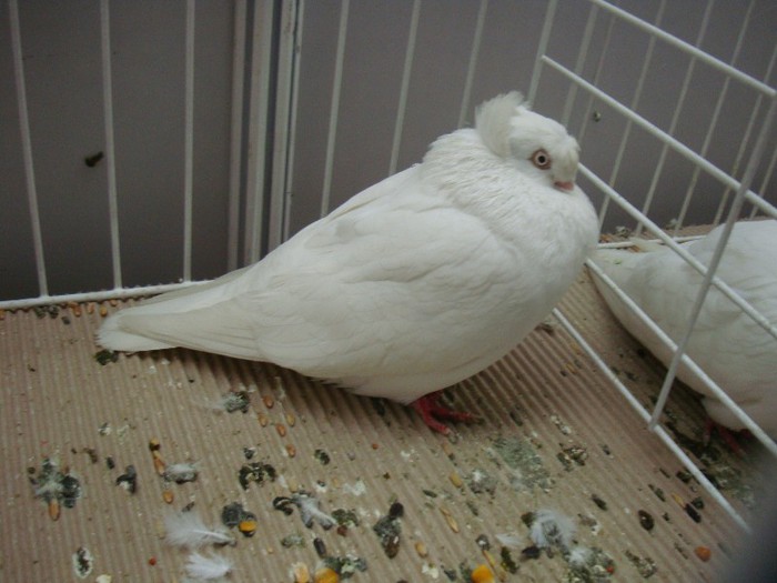 DSC08865 - EXPOZITIE NATIONALA 2013 CLUJ NAPOCA PORUMBEI