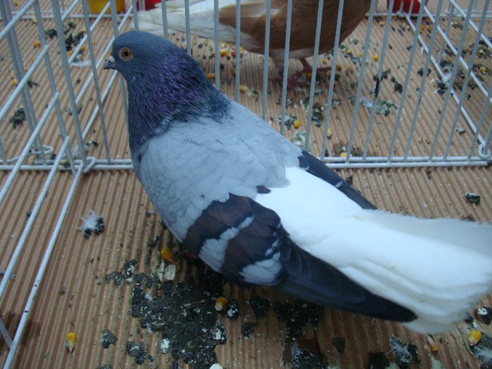 DSC08869 - EXPOZITIE NATIONALA 2013 CLUJ NAPOCA PORUMBEI