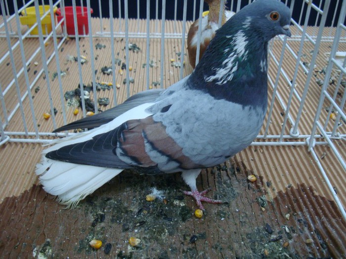 DSC08870 - EXPOZITIE NATIONALA 2013 CLUJ NAPOCA PORUMBEI