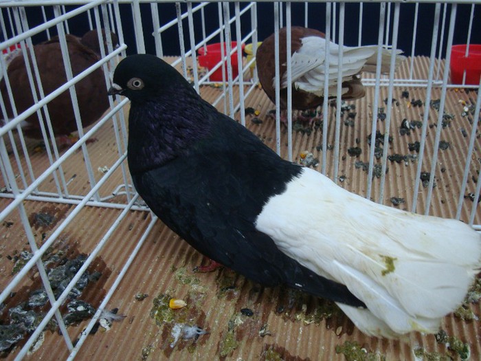 DSC08872 - EXPOZITIE NATIONALA 2013 CLUJ NAPOCA PORUMBEI