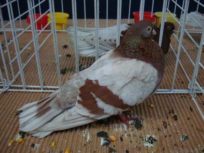 DSC08873 - EXPOZITIE NATIONALA 2013 CLUJ NAPOCA PORUMBEI