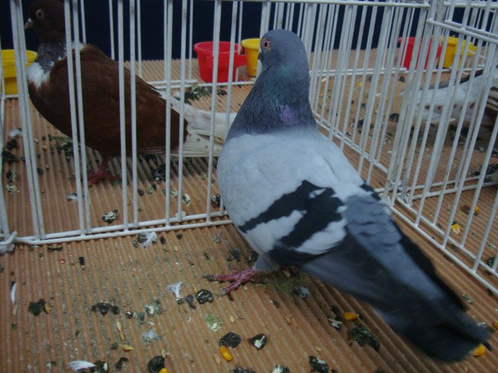 DSC08874 - EXPOZITIE NATIONALA 2013 CLUJ NAPOCA PORUMBEI