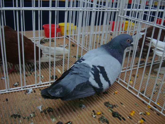 DSC08875 - EXPOZITIE NATIONALA 2013 CLUJ NAPOCA PORUMBEI