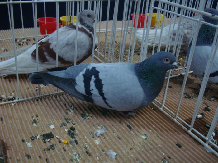 DSC08877 - EXPOZITIE NATIONALA 2013 CLUJ NAPOCA PORUMBEI