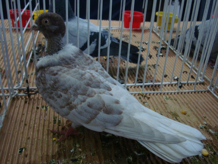 DSC08878 - EXPOZITIE NATIONALA 2013 CLUJ NAPOCA PORUMBEI