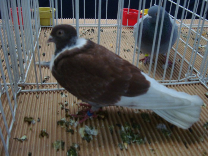 DSC08879 - EXPOZITIE NATIONALA 2013 CLUJ NAPOCA PORUMBEI