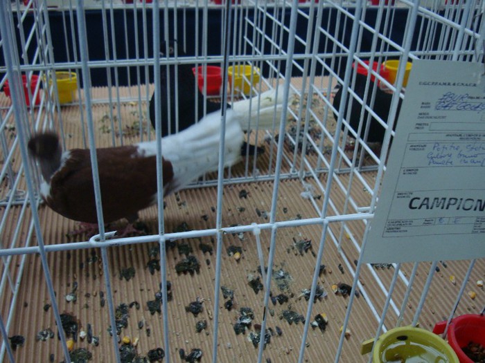 DSC08880 - EXPOZITIE NATIONALA 2013 CLUJ NAPOCA PORUMBEI