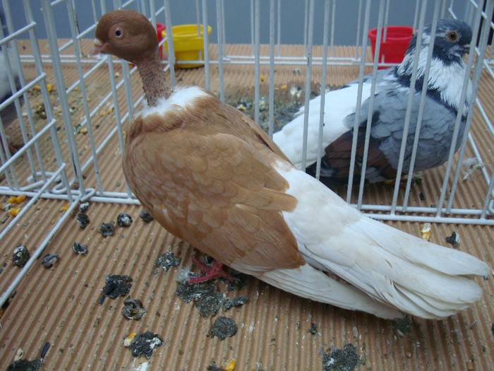 DSC08883 - EXPOZITIE NATIONALA 2013 CLUJ NAPOCA PORUMBEI