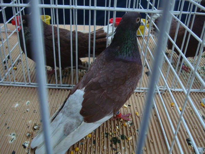 DSC08884 - EXPOZITIE NATIONALA 2013 CLUJ NAPOCA PORUMBEI