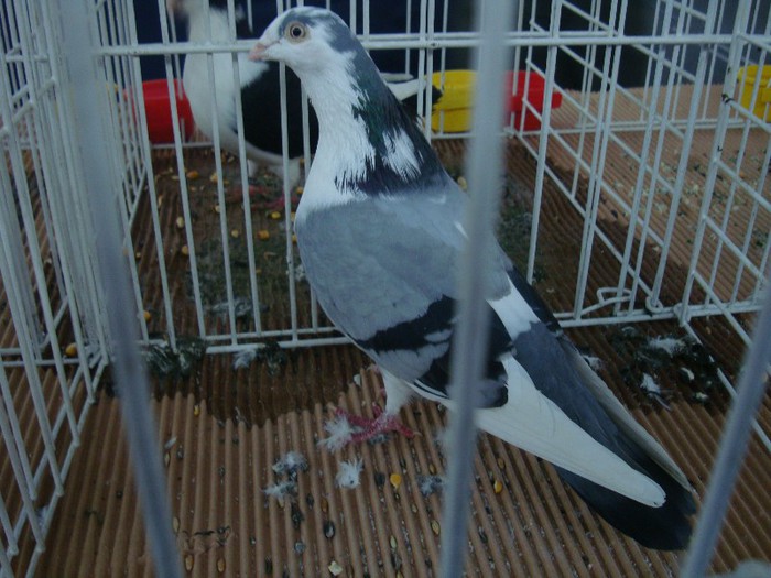 DSC08888 - EXPOZITIE NATIONALA 2013 CLUJ NAPOCA PORUMBEI