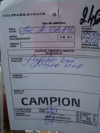 DSC08891 - EXPOZITIE NATIONALA 2013 CLUJ NAPOCA PORUMBEI