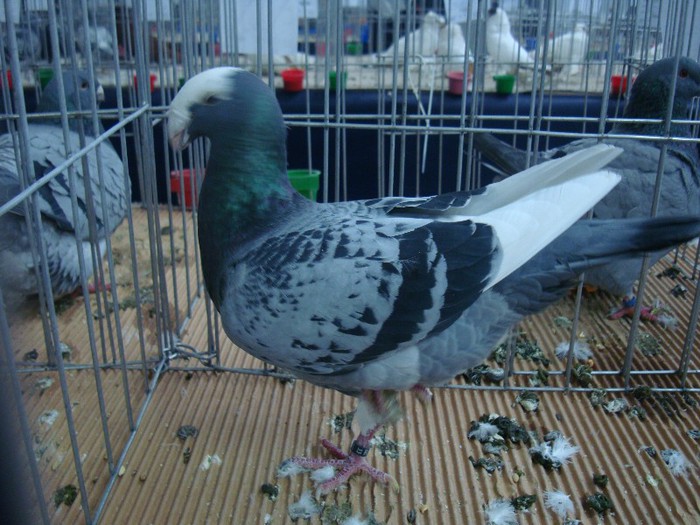 DSC09048 - EXPOZITIE NATIONALA 2013 CLUJ NAPOCA PORUMBEI